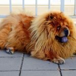 Chow chow-chó sư tử xù đáng yêu nhất quả đất