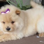 Chow chow-chó sư tử xù đáng yêu nhất quả đất