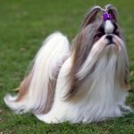 Chó-Shih-Tzu-giống-chó-xuất-hiện-từ-10.000-năm-trước