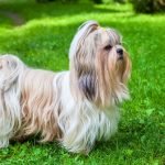 Chó Shih Tzu- giống chó xuất hiện từ 10.000 năm trước