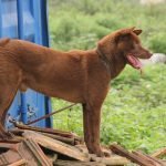 Chó Mông Cộc giống chó bản xưa của dân tộc H’mông