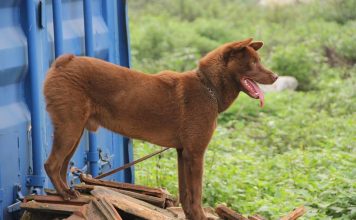 Chó Mông Cộc giống chó bản xưa của dân tộc H’mông