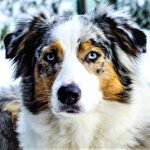 Khuôn mặt chó Australian Shepherd rất giống với boder collie Biên Giới