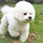 Chó Bichon Frise với vóc dáng đáng yêu