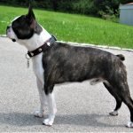 Giống chó Boston terrier đực