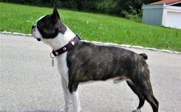Giống chó Boston terrier đực