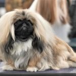 Chó Pekingese tuyển chọn tham gia cuộc thi Dog Show quốc tế