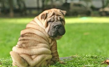 Chó Shar Pei – chú chó “cau có” đáng yêu nhất trái đất Chó Shar Pei - chú chó “cau có” đáng yêu nhất trái đất