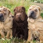 Chó Shar Pei - chú chó “cau có” đáng yêu nhất trái đất