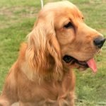 Nhìn qua, sẽ có nhiều người nhầm lẫn giữa chó golden và chó cocker