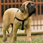 Vóc dáng của chó English Mastiff Khi Mới Lớn