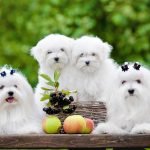 Đại gia đình nhà Maltese vô cùng đáng yêu