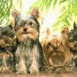 Gia đình nhà yorkshire terrier