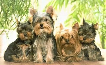 Gia đình nhà yorkshire terrier