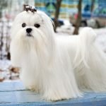 Chó Maltese có khuôn mặt xinh xắn như bụt tuyết phải không nào