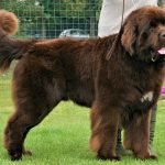 Mẫu Chó Newfoundland Đạt Chuẩn Ngoại Hình