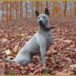 Ridgeback Thái-giống chó lông xoáy Thái Lan quý hiếm