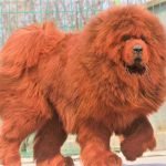 Chó Tibetan Mastiff cực kỳ giống 1 chú sư tử