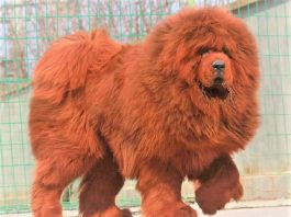Chó Tibetan Mastiff cực kỳ giống 1 chú sư tử