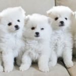 Tất tần tật về giống chó cảnh Eskimo xinh đẹp