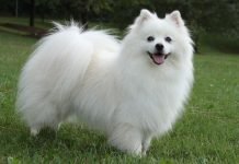 Tất tần tật về giống chó cảnh Eskimo xinh đẹp