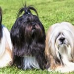 Hình dáng chó Lhasa Apso trưởng thành