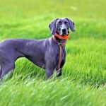 Chó Weimaraner màu đen xám trưởng thành