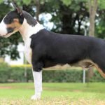 Chó bò sục màu đen trắng