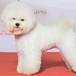 Chó Bichon Frise khi được spa cắt tỉa làm đẹp