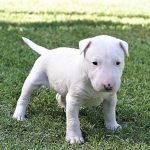 Chó Bully khi còn nhỏ