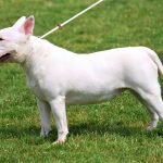 Vóc dáng Chó Bull Terrier màu trắng sữa