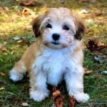 Chó Havanese khi còn nhỏ 2 tháng tuổi