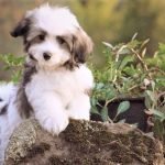 Chó Havanese con rất đáng yêu ngay từ khi còn nhỏ