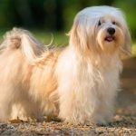 Chó Havanese trở nên đẹp hơn khi được cắt tỉa gọn gàng