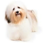 Chó Havanese lông mặt dài khi trưởng thành