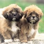 Chó Lhasa Apso 2 tháng tuổi