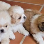Hình ảnh các bé chó bắc kinh 2 tháng tuổi