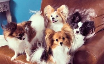 Chó Papillon – chú chó bướm xinh đẹp, thông minh Những thiên thần cánh bướm mang tên Papillon