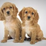 Chó Cocker spaniel 3 tháng tuổi