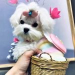 Chó Maltese có sức hút từ cái nhìn đầu tiên