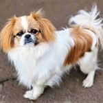 Chó pekines thuần chủng trưởng thành
