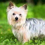 Chó yorkshire terrier thuần chủng khoảng 3-4 tháng tuổi
