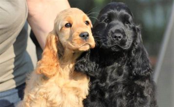 Chó Cocker Spaniel – Những chú chó Tây Ban Nha Màu Chó cocker spaniel trưởng thành phổ biến