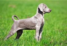 Chó Weimaraner – Con ma xám nước Đức Form dáng chuẩn của chó Weimaraner