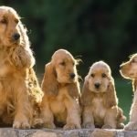 Gia đình nhà chó cocker spaniel