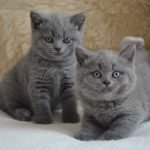 Đôi mắt long lanh của 2 bé meo anh long ngan 2 thang tuoi