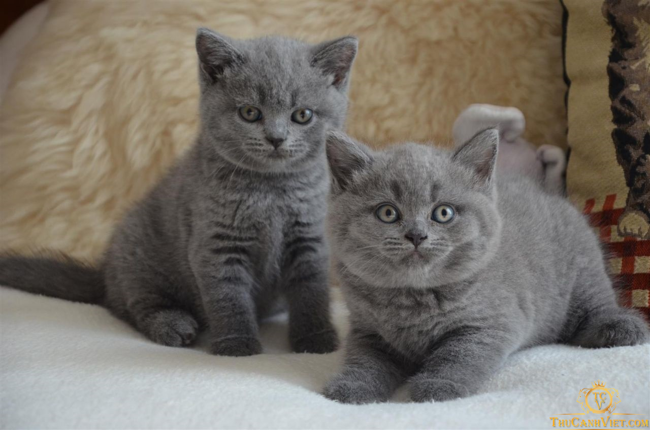 Đáng yêu chưa - Kittens british shorthair cat baby