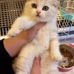 meo anh tai cup scottish