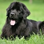 Chó newfoundland màu đen 4 tháng tuổi