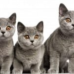 Short hair cat blue - Màu mèo ưa chuộng nhất